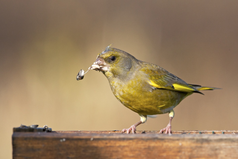 Verdone (Carduelis chloris)